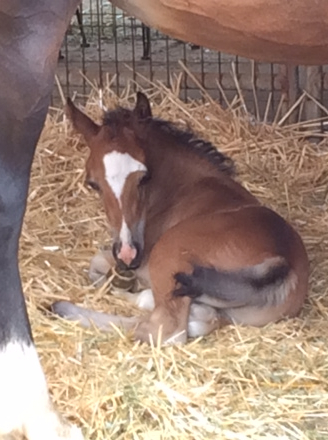 Cob Colt