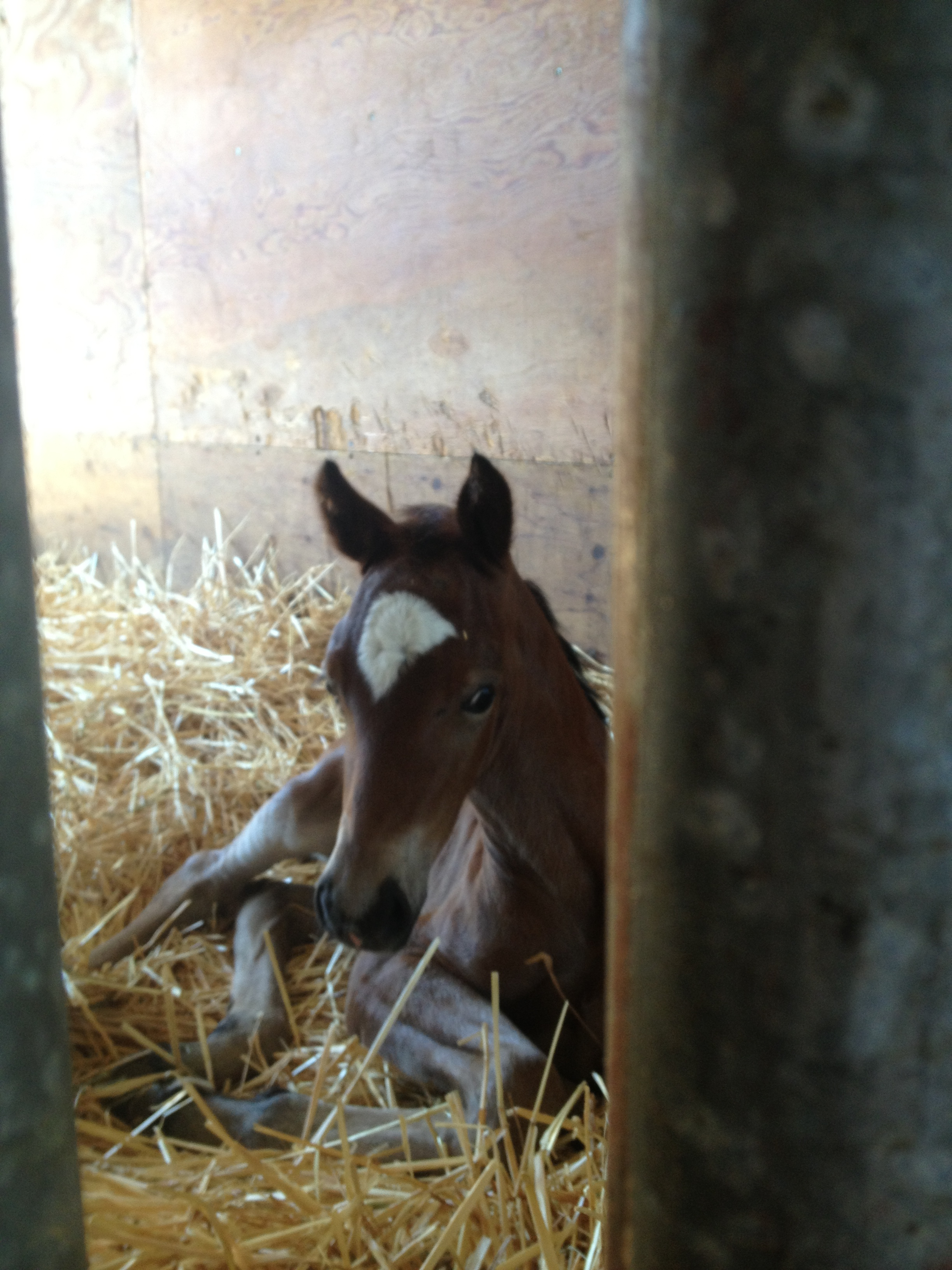 Cob Filly
