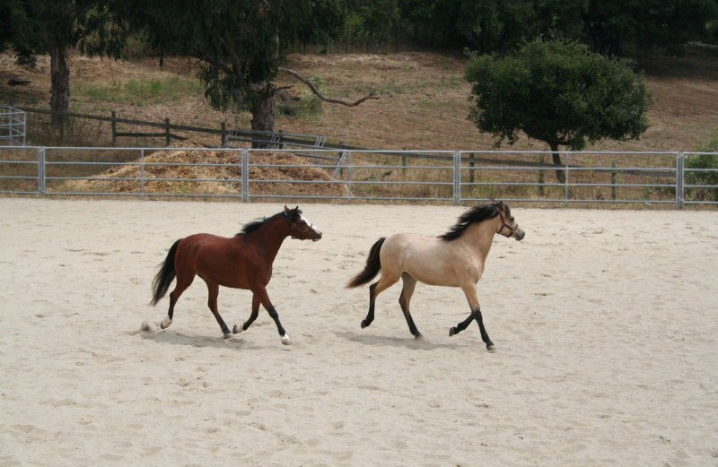 Gallery Annie and Psyche