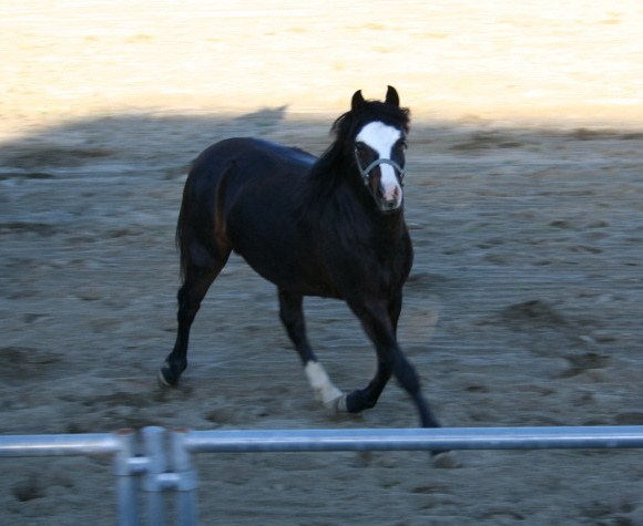 Gallery Seascape Harry