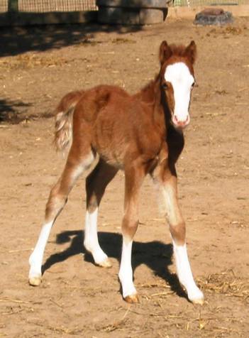 Gallery Piper as a foal
