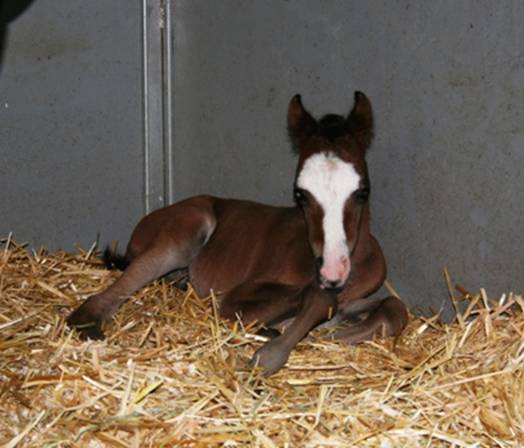 Gallery Seascape Moonshine
