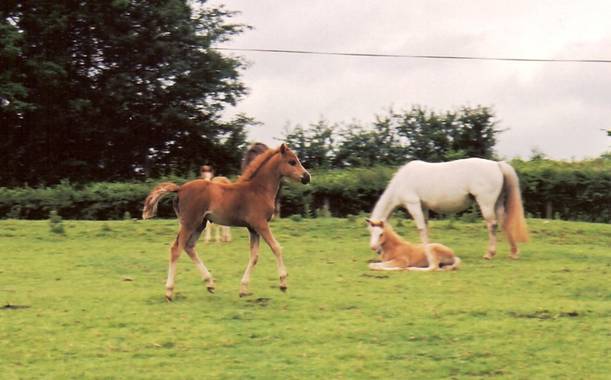 Llanarth Merriment 1