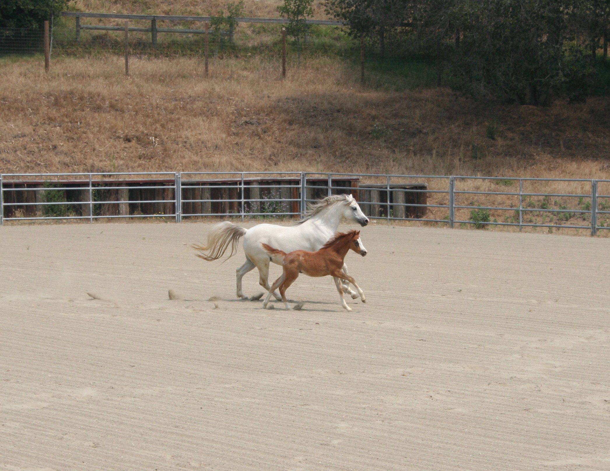 Rhea and Eros in arena new