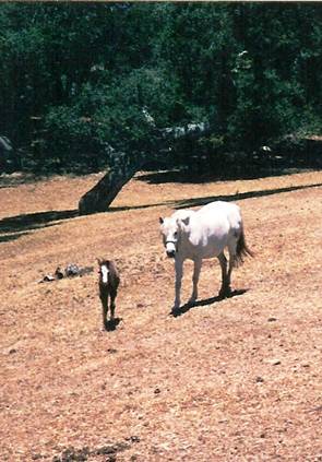 Ripple and Rhea walking