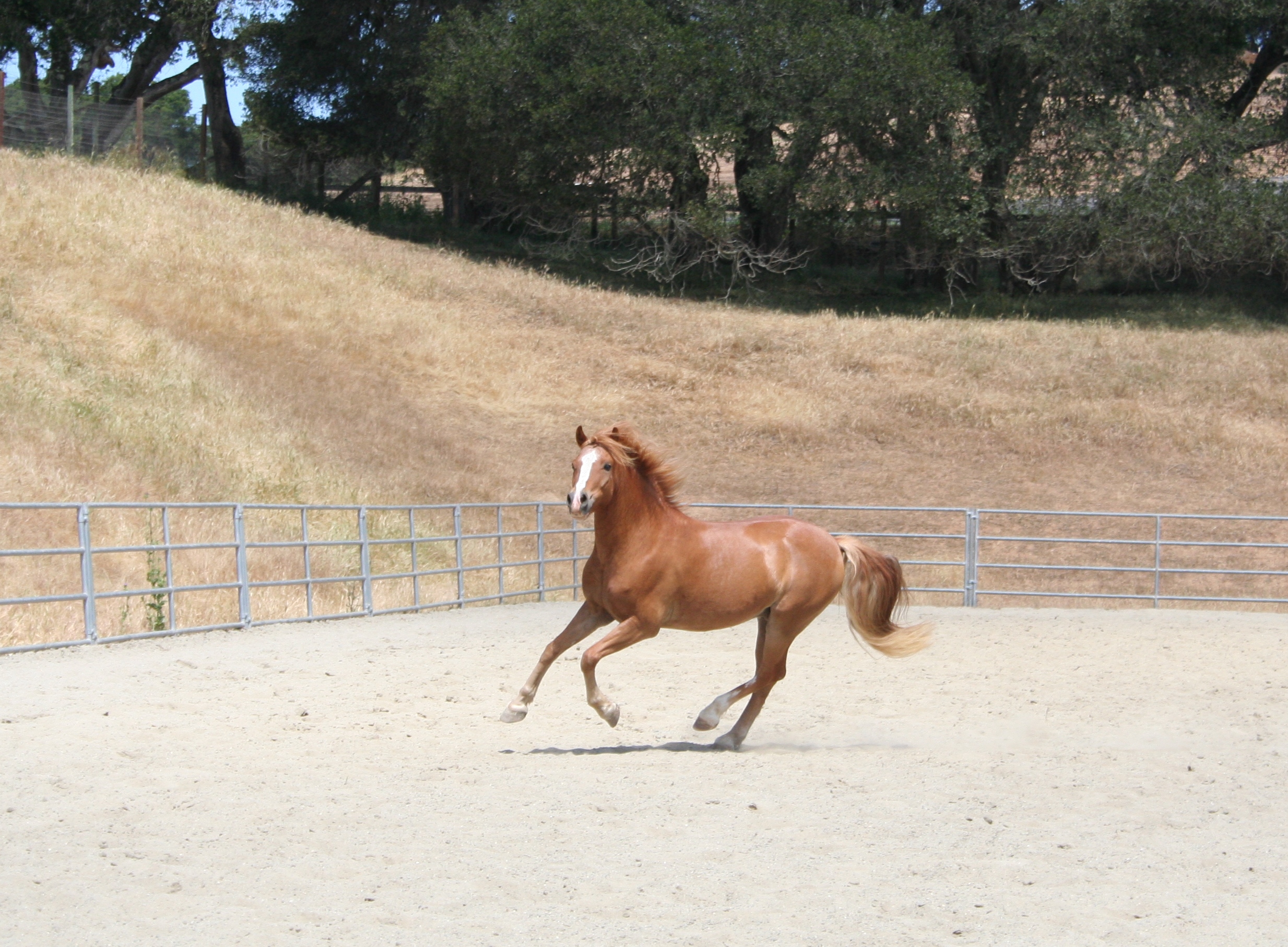 Sanders 1 Cantering cropped
