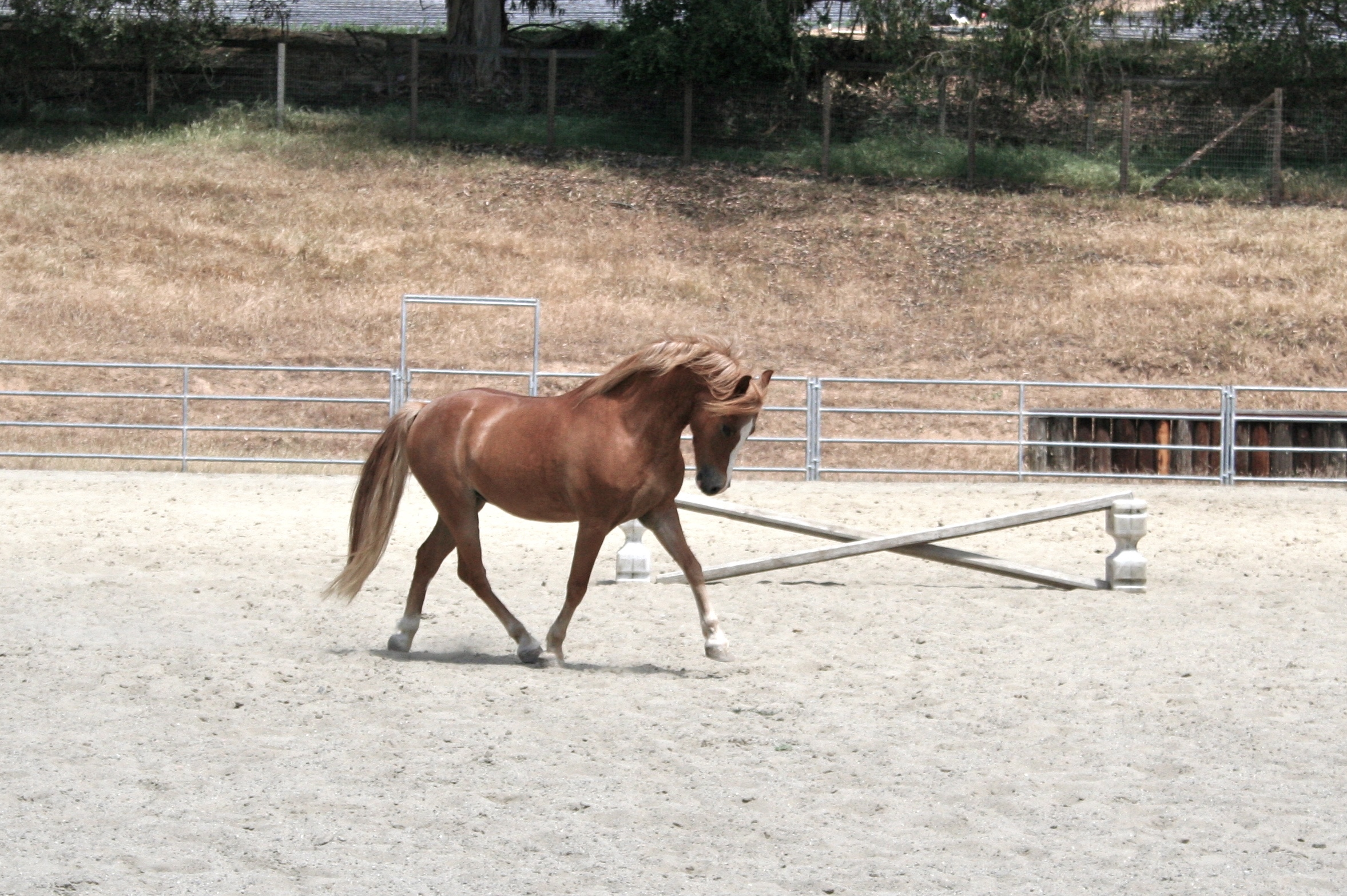 Sanders 2 trotting neck round