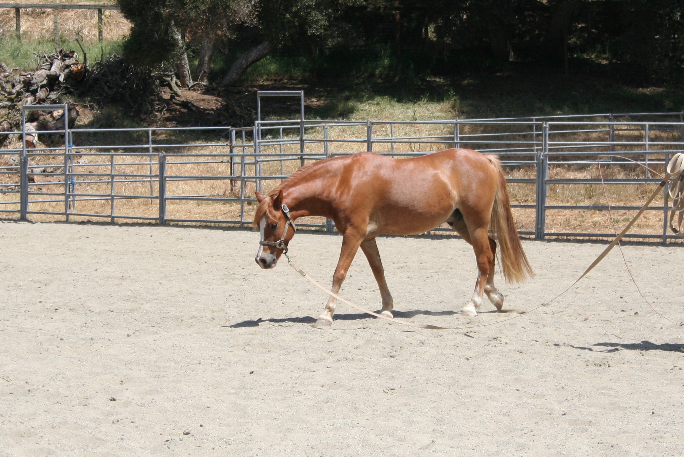 Sanders 4 Walking on lungeline
