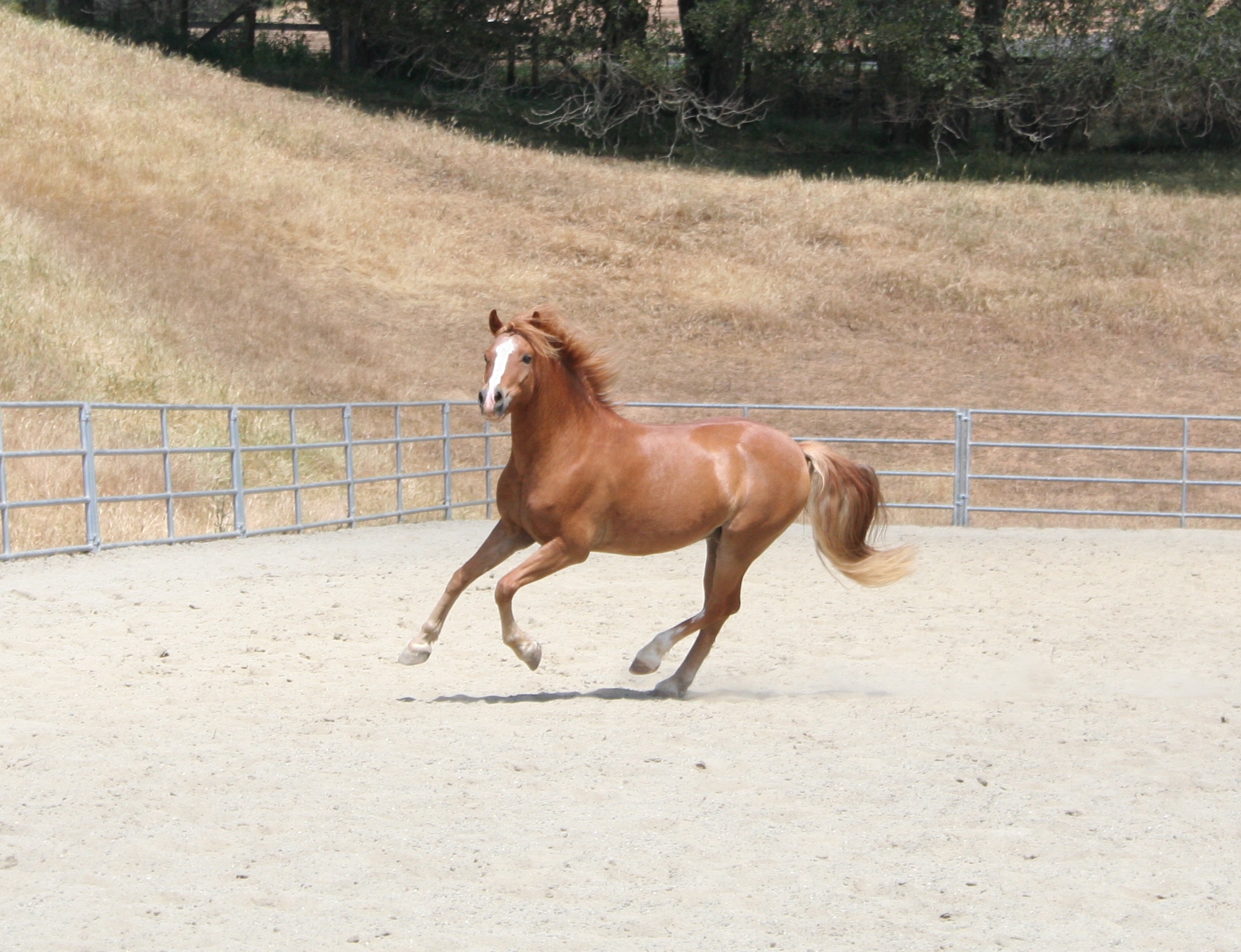 Sanders Gallery Page 1