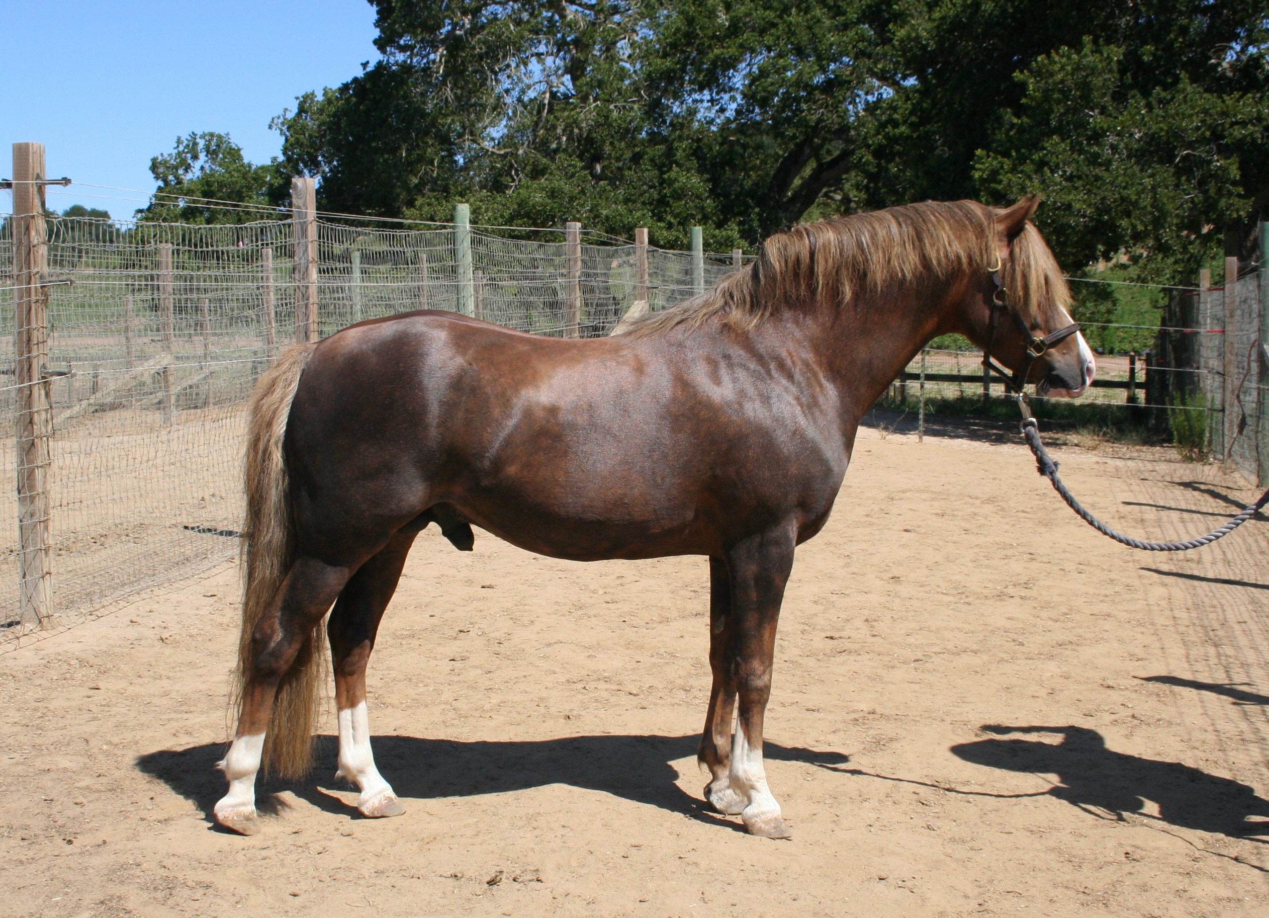 Seascape Valentino New