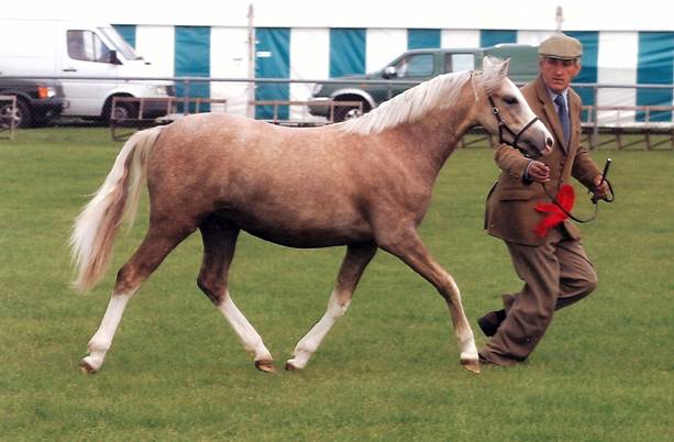 Section B Mares Dulcinea