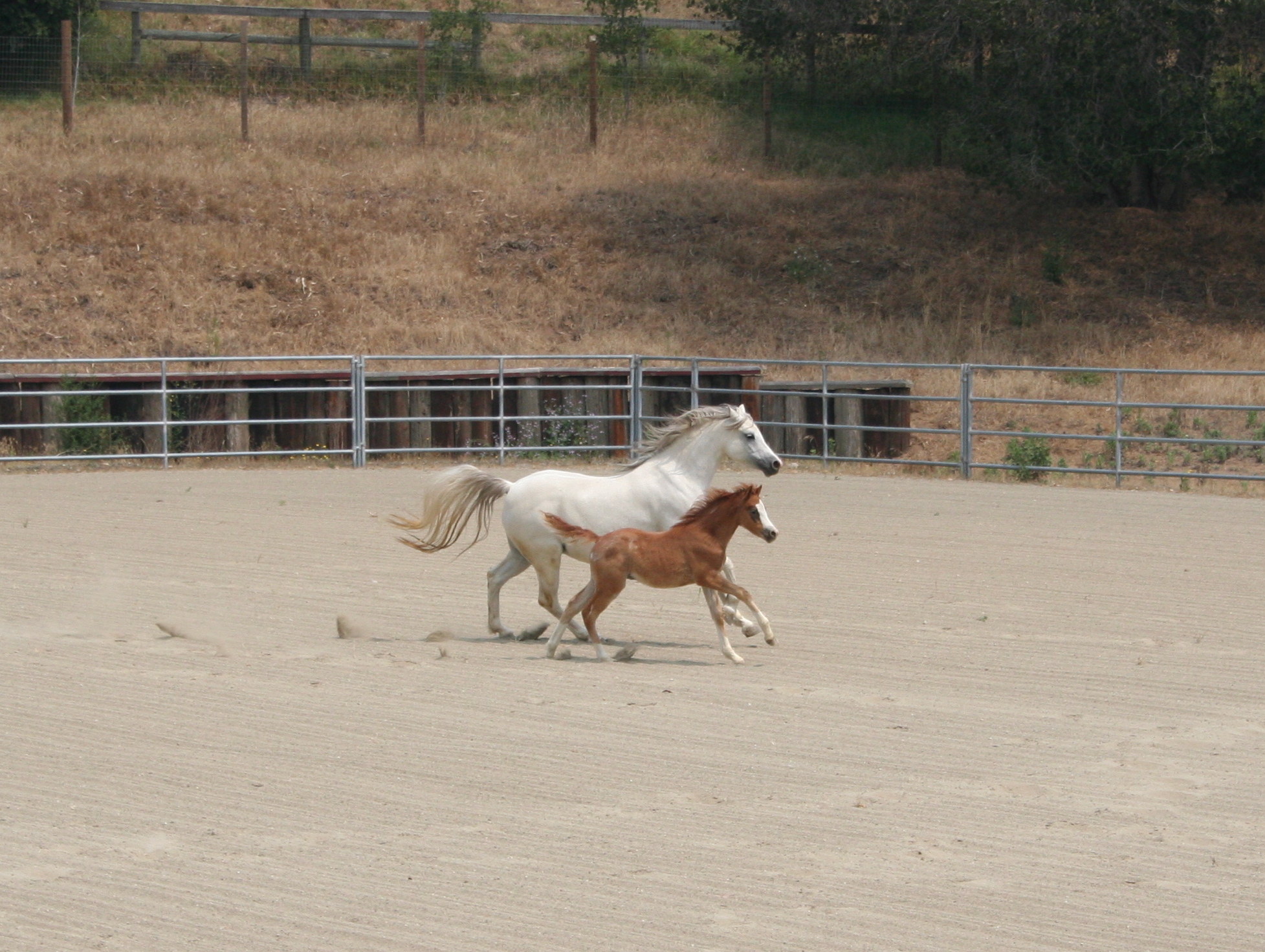 Section B Mares Rhea