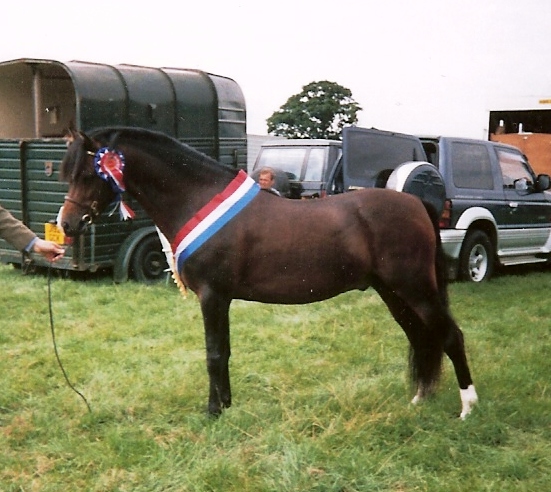 Section B Stallions Hugo