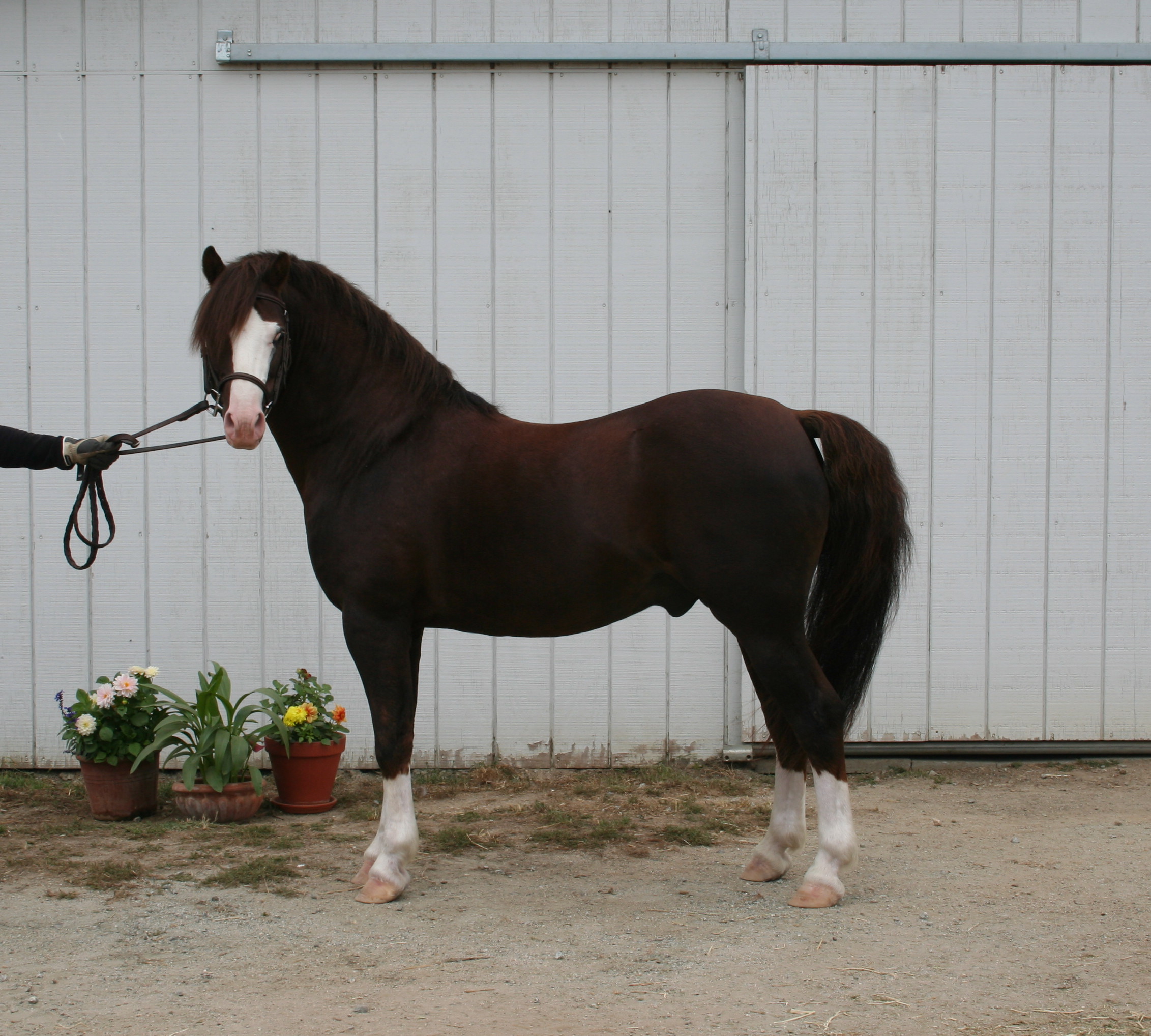 Section B Stallions Piper