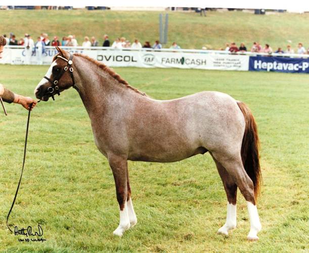 Section B Stallions Razzle