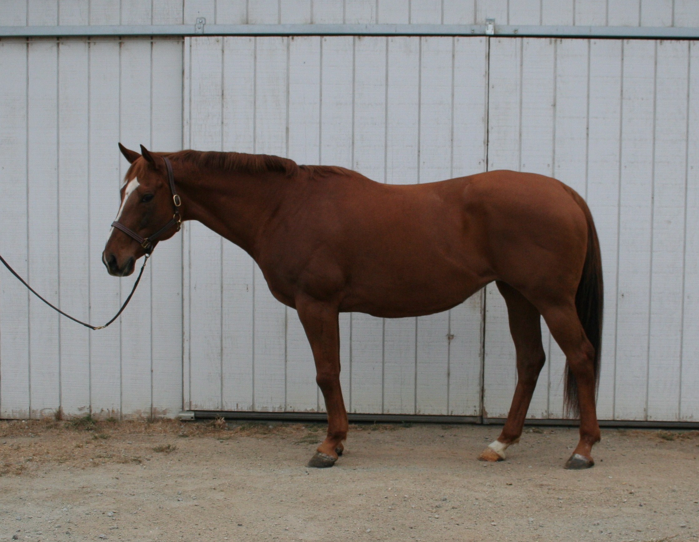 Thoroughbreds Coco 2