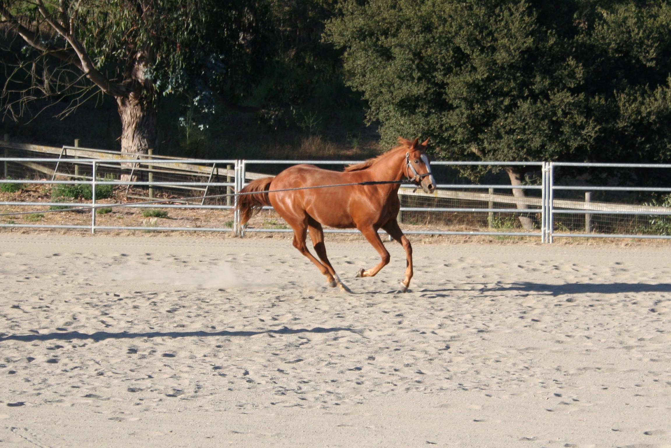 Thoroughbreds Hot As Blazes 1