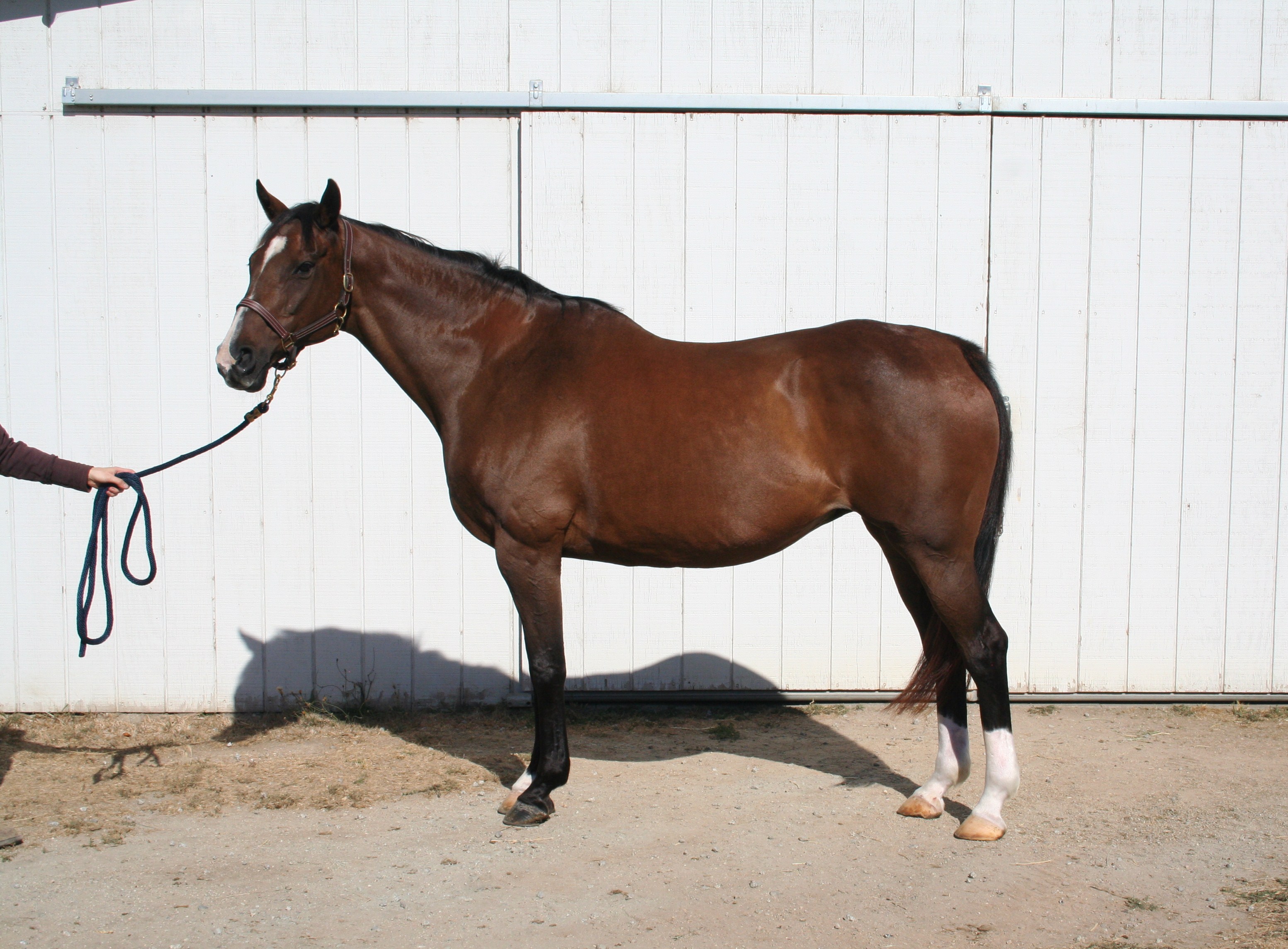 Thoroughbreds Super Glued 1