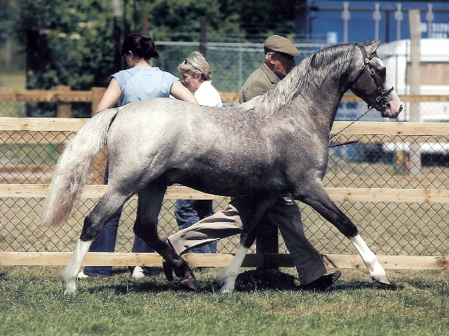 Welsh Ponies Header Scout